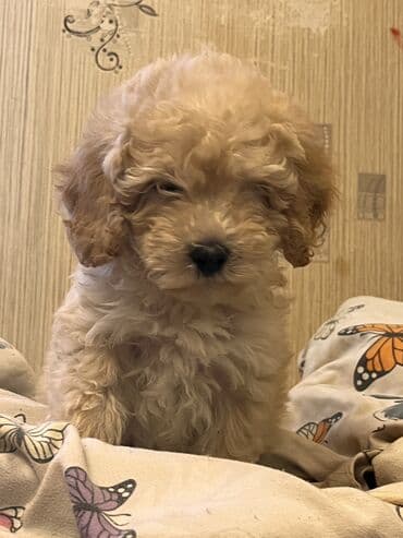 gözəl it adları: Pudel, 2 ay, Erkek, Peyvəndli, Ödənişli çatdırılma — 3