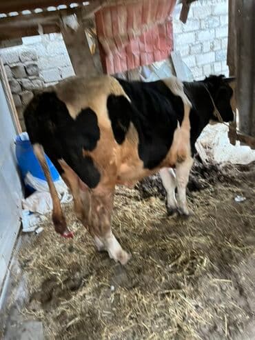 sudluk inekler: Qara-ağ ləkəli, ətlik istiqamətli iri buğa. Güclü skelet quruluşu — 3