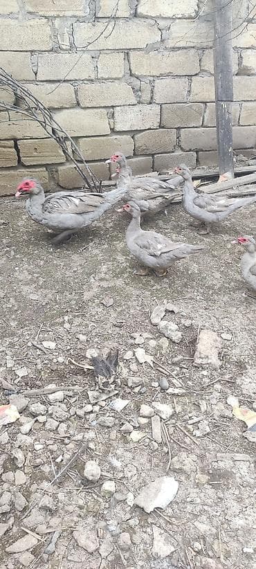 Собаки: Saf qan Lavanta ördək balası — 5