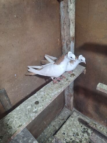 Opel: Sarı boyunlar Hazır Çüt Bala Verən Erkəy Maya Real Alan Narhat Edsin — 2