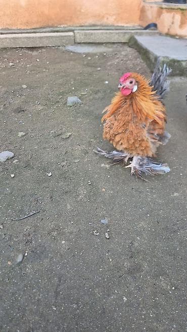 Птицы: Курица, Для разведения — 3