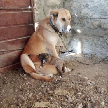 it sortları: Pitbul — 8