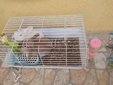 gence toyuq cuce: Ev dovşanları və qəfəs dəsti - İki ev dovşanı: biri ağ, digəri açıq — 2