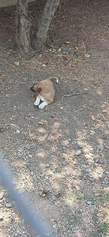 cau cau iti satilir: 2 ay — 1