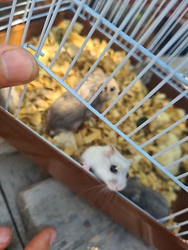 dele heyvan: Saglam aktiv cunqarikler umumi genc nesildi 15ededdi boz qehveyi — 4