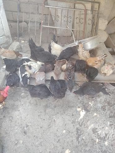 gence quşlar: Məhsul: Ev quşları – toyuq, xoruz və ördək qarışıq sürü Təsvir: - — 3