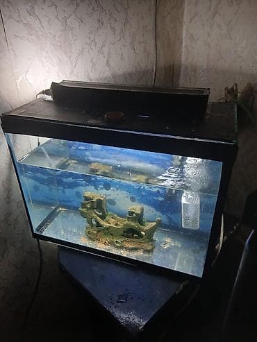 akvarium sifarişi: Ciziqsiz,siniqsiz akcarum uzunluqu 40 sm,hundurluk 30sm,eni 20 sm,arxa — 3