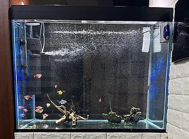 Şüşə akvarium komplekti – dekorativ rəngli balıqlar və avadanlıqla