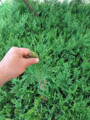 bitki toxumlari: Leylandra şitilləri – həmişəyaşıl, sürətlə böyüyən dekorativ — 2