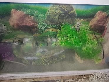 Охота и рыбалка: İşıqlı Akvarium satılır. Ölçü: 70x17x30(sm) İçərisində filteri və — 3