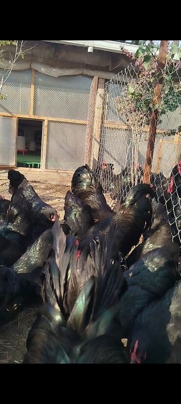 cuce dami: Alman cinsi australorp cücə və yumurta sifarişi qəbul olunur. bütün — 10