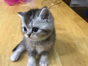 erkek pişik adları: Şirin oynagan erkek bala — 2