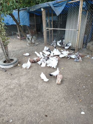 donuz balası: Məhsul: Ev quşları üçün müxtəlif cins və rəngdə göyərçin sürüsü kom200 — 11