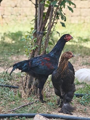 burama toyuqlari: Toyuq, Brama, Damazlıq — 1