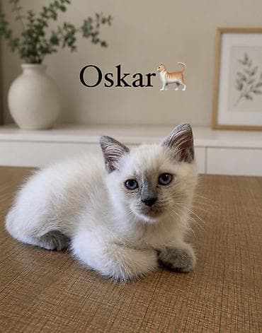 Erkək, Yaxşı əllərə lalafo.az -da Erkək, Yaxşı əllərə