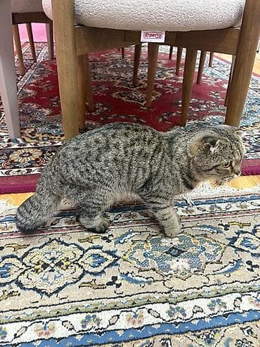 pisiylər: Şotland yastı qulaq — 4