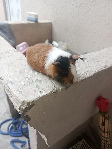 it yuvalarinin satisi: Trikolor (ağ-qara-qəhvəyi) rəng palitrasında, qısa tüklü balaca dəniz — 3