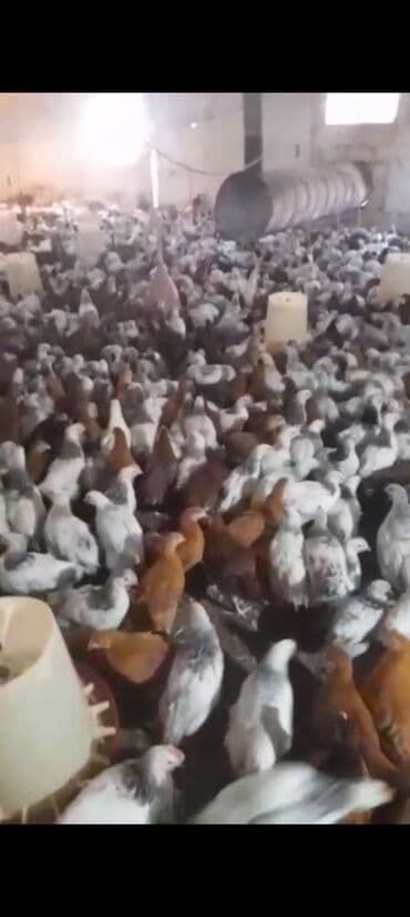 клетки для бойцовых петухов: Куриные цыплята, Для мяса — 7