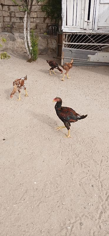 quşlar: Heyrati cuceler 4 denedi biri 60 manata isditen elaqe saxlasin temiz — 6