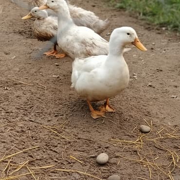 ördək bala: Ağ lələkli təsərrüfat ördəkləri - Növ: ev təsərrüfatı üçün ətlər və — 1