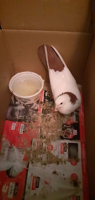 Gəmiricilər: Qirmizi boynu güllü deste qirmizi quyruq qus satiram kesik qanatda — 3