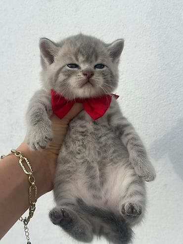 Digər heyvanlar: Britan — 3