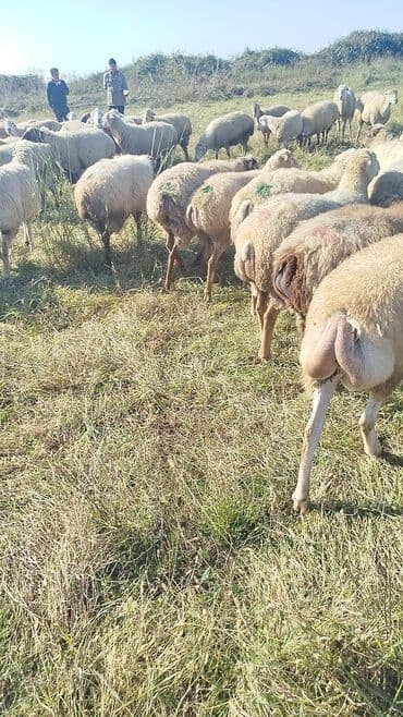 bakida cins ineklerin satisi: Dişi, il: 1, 50 kq, Damazlıq, Ünvandan götürmə — 16