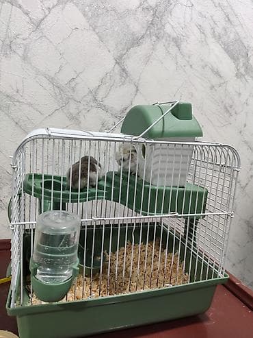 Ağ və boz rəngli 2 xamyak (cunqarik) satılır. Çox gözəl və şirindilər — 5