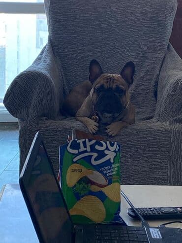 Fransız bulldoqu – qısa burunlu, kompakt və əzələli cins. Rəngi fawn