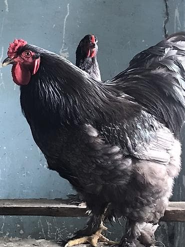 heleb kecileri satilir: Məhsul: Qara rəngli ət-yumurta istiqamətli toyuq cinsi (horozlar) — 1