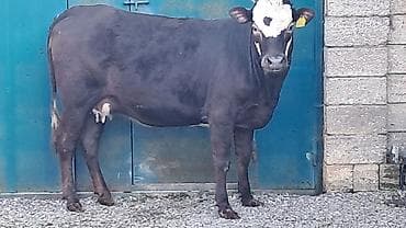 balalı inək: Birinci qarına düyə di təmiz qan smentaldı martın axırda doğacaq — 8