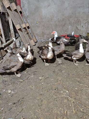 kayuqa ördək: Məhsul: ağ-qara və qəhvəyi-ağ rəng çalarlarında muskovi ördəklər — 4