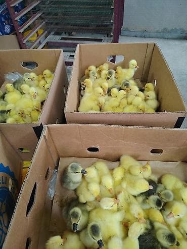 Məhsul: Qaz balası ( qaz cücələri) Təsvir: - Yeni çıxmış sarı tüklü