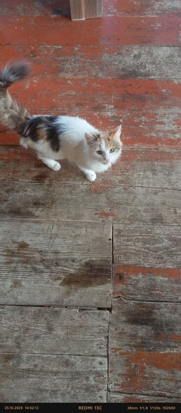 ev itləri satışı: Yaxşı əllərə — 3