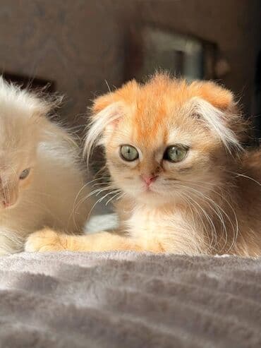 ev pişiy: Şotland, Erkək, Dişi, Yaxşı əllərə, Ünvandan götürmə, Pulsuz çatdırılma, Ödənişli çatdırılma — 7