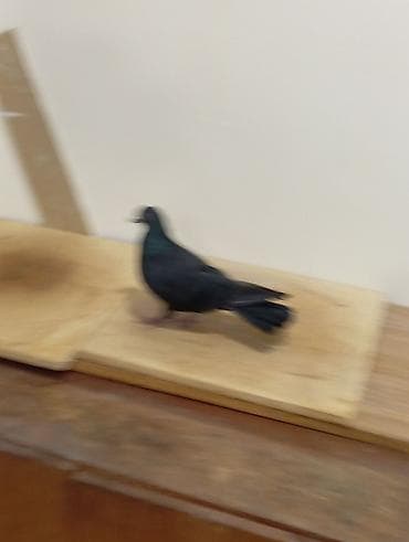 qara quyruq: Qara Ərkey Tutulma 12 Tük Dolaq — 2