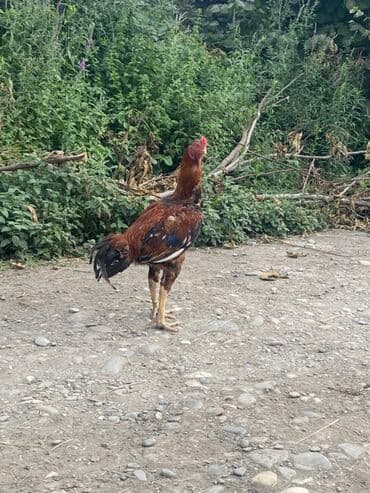 Barterde ederem qiymetde endirm eleyecem sortun çıxarıram die satram