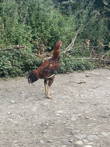 gence toyuq cuce: Barterde ederem qiymetde endirm eleyecem sortun çıxarıram die satram — 1