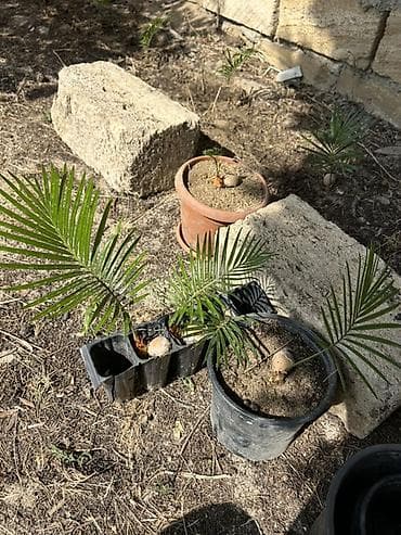 Sekas palmalari Məhsul: Xurmayı xatırladan dekorativ palma fidanları lalafo.az -da Sekas palmalari Məhsul: Xurmayı xatırladan dekorativ palma fidanları