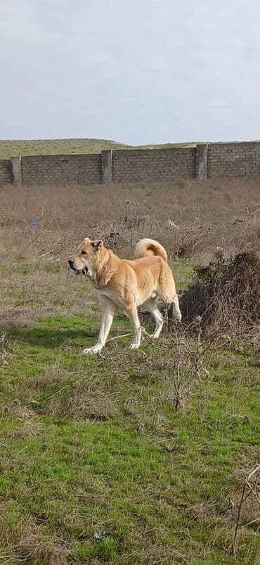 İtlər: Qurdbasar, 2 il, Erkek, Peyvəndli, Ödənişli çatdırılma — 3