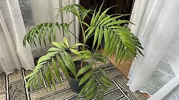 Çöl bitkiləri: Xamedoreya (Chamaedorea) – Dağ palması, Otaq bitkisi — 2