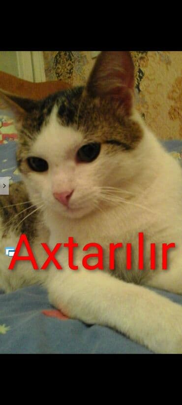 Erkək, Yaxşı əllərə, Pulsuz çatdırılma