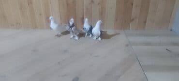 danışan quş: Növ: Ev göyərçinləri – ayaqları tüklü, qısa dimdikli, dekorativ və — 4