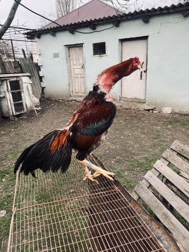 pomeranian satılır: Heyratı xoruz satılır 1 yaş 4 aylıqdı Produkt: Uzunboyun kənd — 1