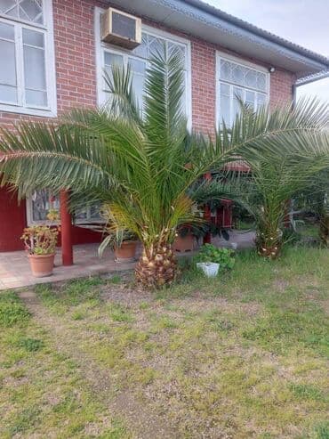 yolka qiymetleri 2021: Her nov palma var — 4