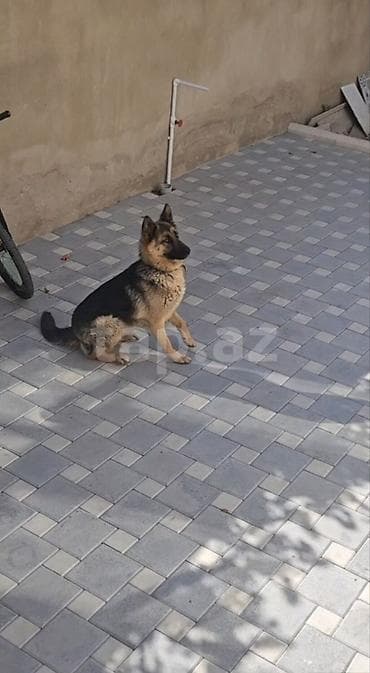 itlerin alisi: Alman çoban iti, 1 il, Dişi, Ünvandan götürmə, Ödənişli çatdırılma — 3