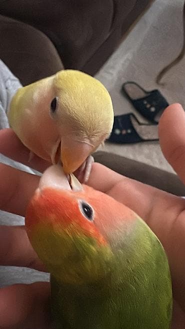 quş: ‼️QİYMƏTƏ QƏFƏS, YUVA DAXİLDİR‼️ Sarı Sevda quşunun qanadları və — 3