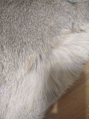 Süni güllər: Təqdim olunan tebii ceyran dərisi əsasən açıq qəhvəyi və boz — 3