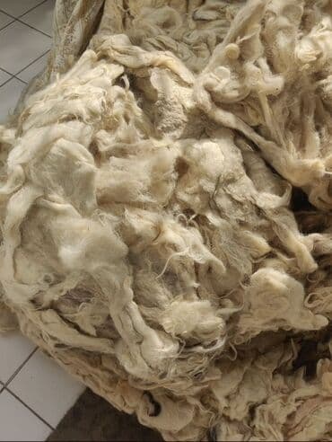 deve yunu yorgan: Təbii qoyun yunu – açıq krem rəngdə, lifləri yumşaq və uzun. Əl işləri — 1