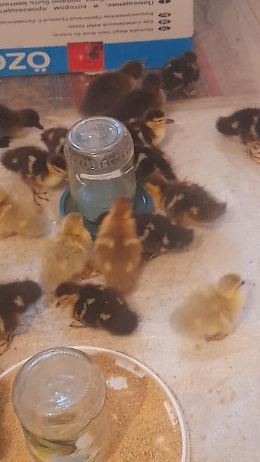 3 günlük balalar lavanda zümrüdü macar krasnadar 5 m